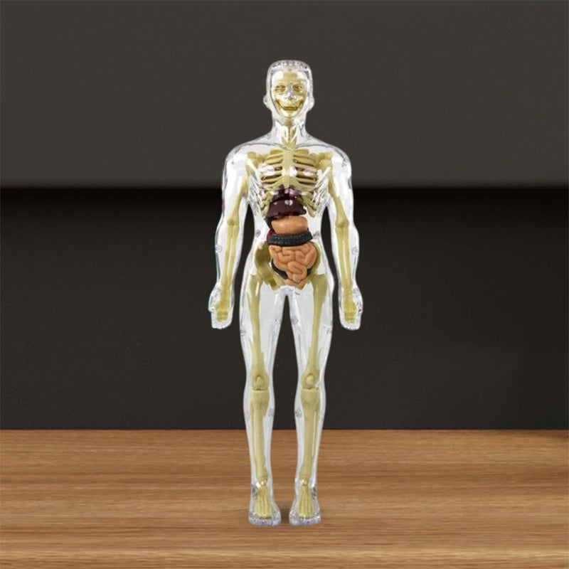 3D human body torso model for kids anatomy model skeleton